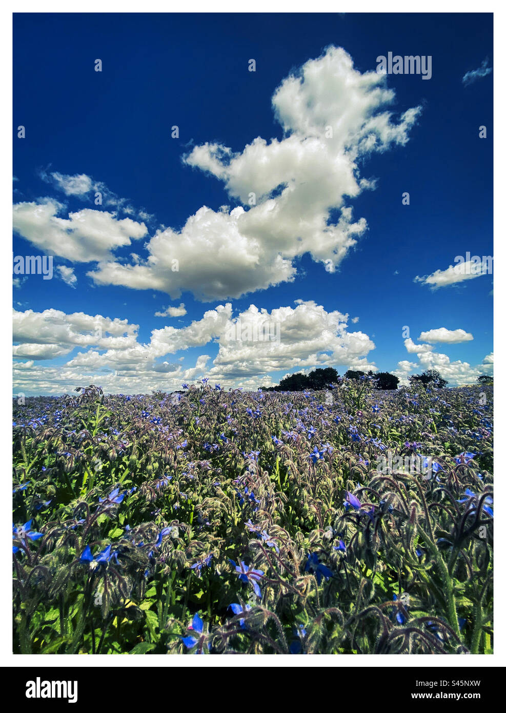 Ein schöner Sommerhimmel über einem landwirtschaftlichen Feld in der Nähe von Cambridgeshire England - Smartphone-aufgenommenes Stockfoto