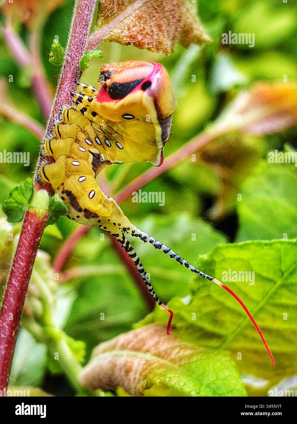 Pussmoth (Cerura Vinula) junge Larven mit Augenflecken und ihren rosafarbenen, ausziehbaren Flaggen auf ihren Zwillingsschwänzen als Abwehrhaltung. St Catherine's Hill Nature Reserve, Winchester, Hampshire, Großbritannien. - Smartphone-aufgenommenes Stockfoto