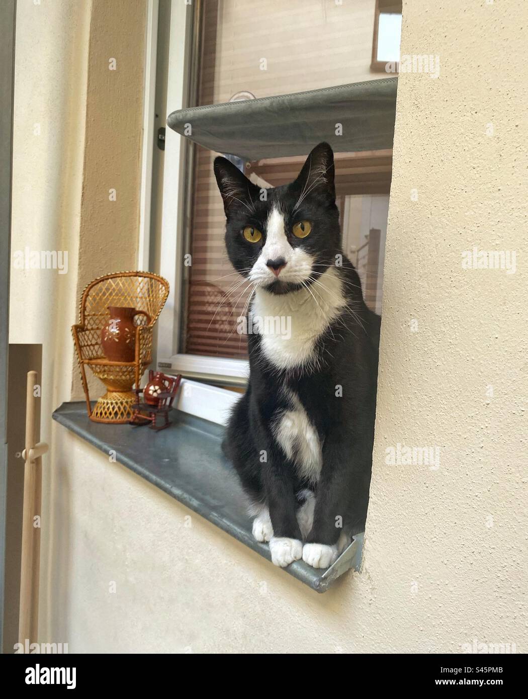 Wunderschöne große Smoking-Katze, die auf dem Fensterbrett sitzt Stockfoto