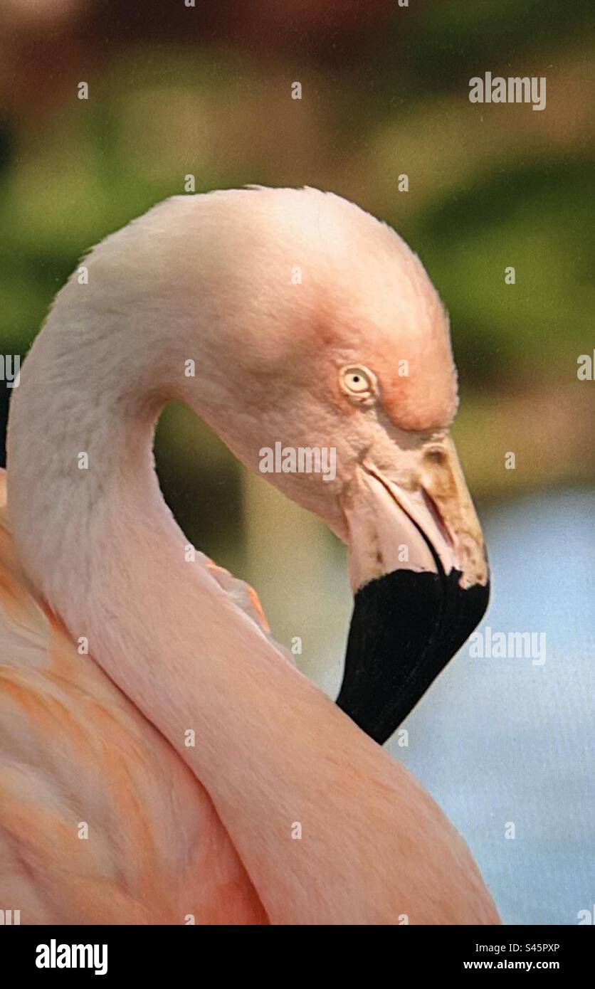 Rosa Flamingo, Wasservögel, Wildtiere, in Gefangenschaft, Calgary Zoo, Alberta - Smartphone-aufgenommenes Stockfoto