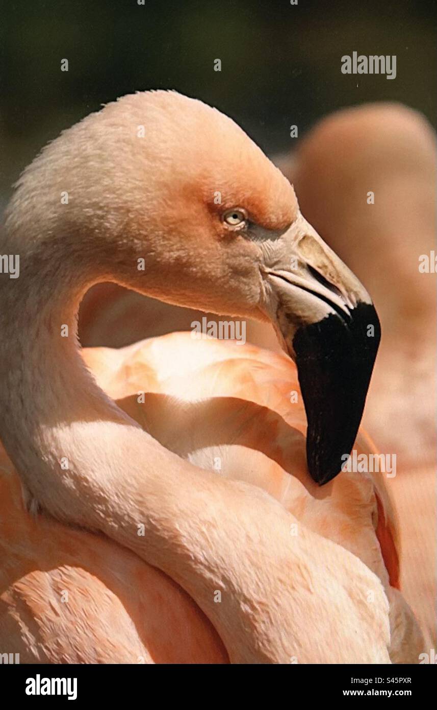 Rosa Flamingo, Wasservögel, Wildtiere, in Gefangenschaft, Calgary Zoo, Alberta Stockfoto