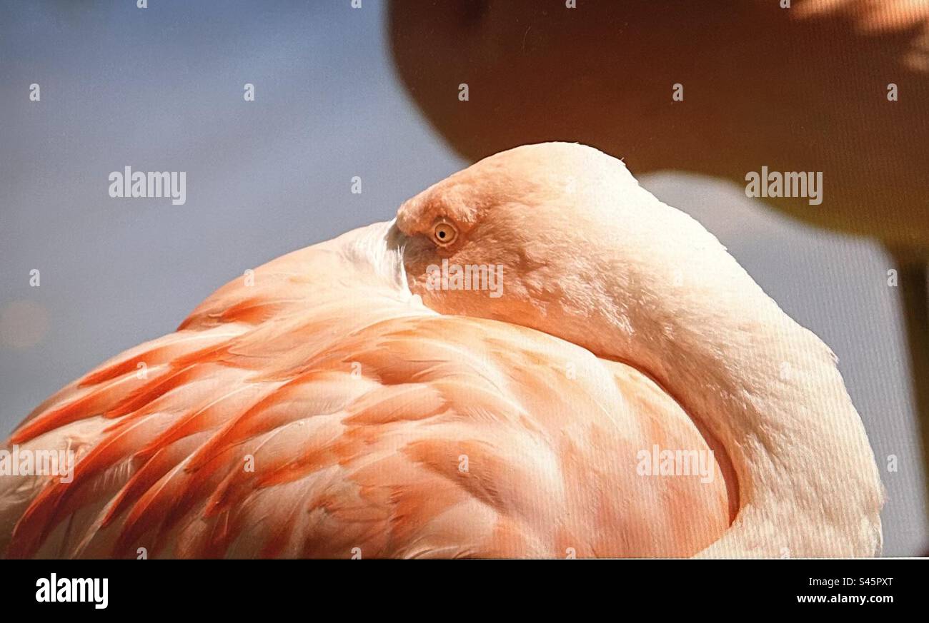 Rosa Flamingo, Wasservögel, Wildtiere, in Gefangenschaft, Calgary Zoo, Alberta - Smartphone-aufgenommenes Stockfoto