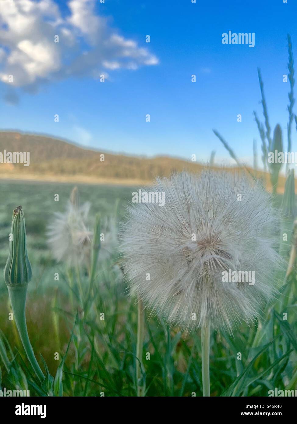 Löwenzahn an einem warmen Sommerabend Stockfoto