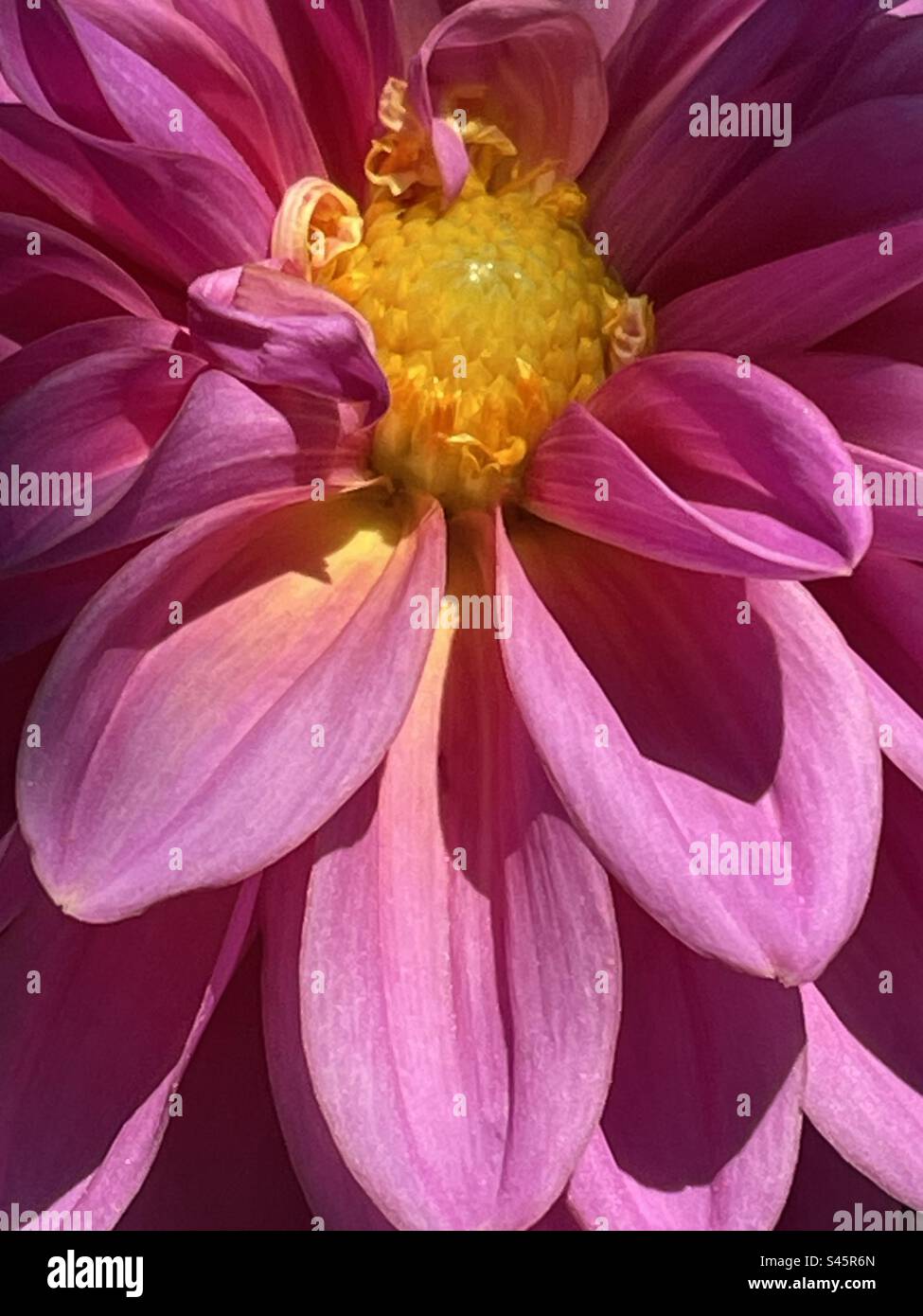 Wunderschöne pinkfarbene und malve Nahaufnahme einer Dahlienblume Stockfoto