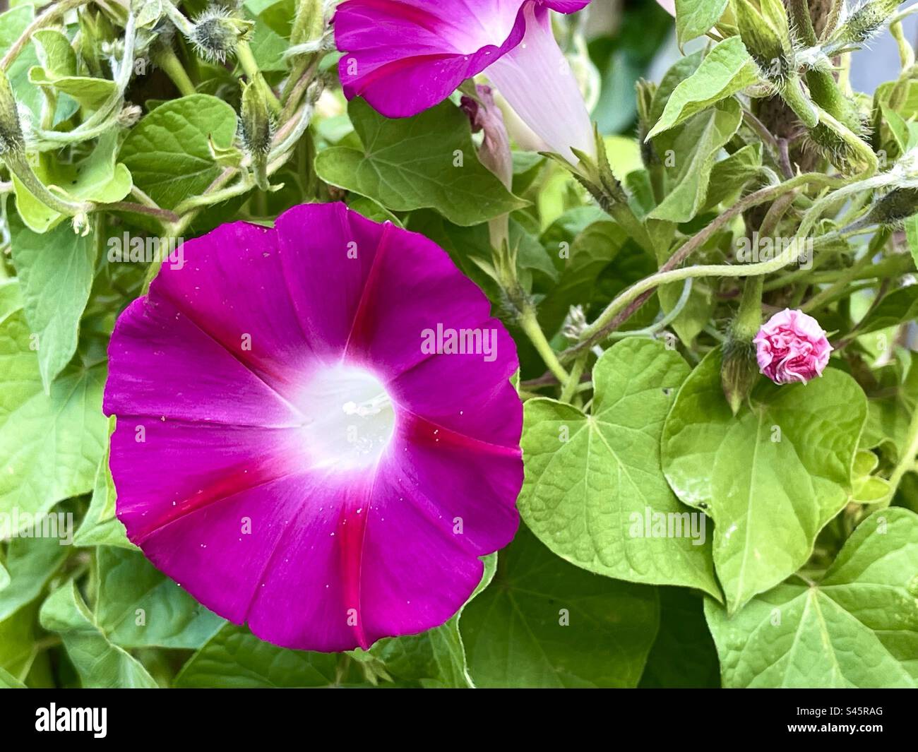 Morning Glory Blume Stockfoto