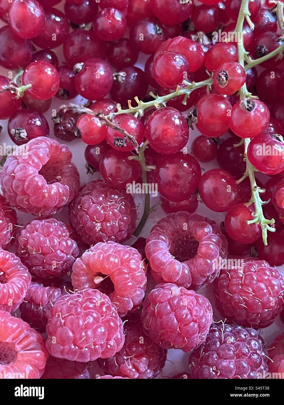 Johannisbeeren und Himbeeren Stockfoto