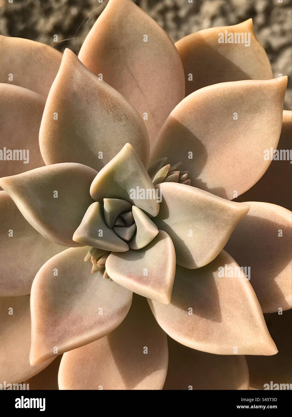 Sukkulente Stockfoto