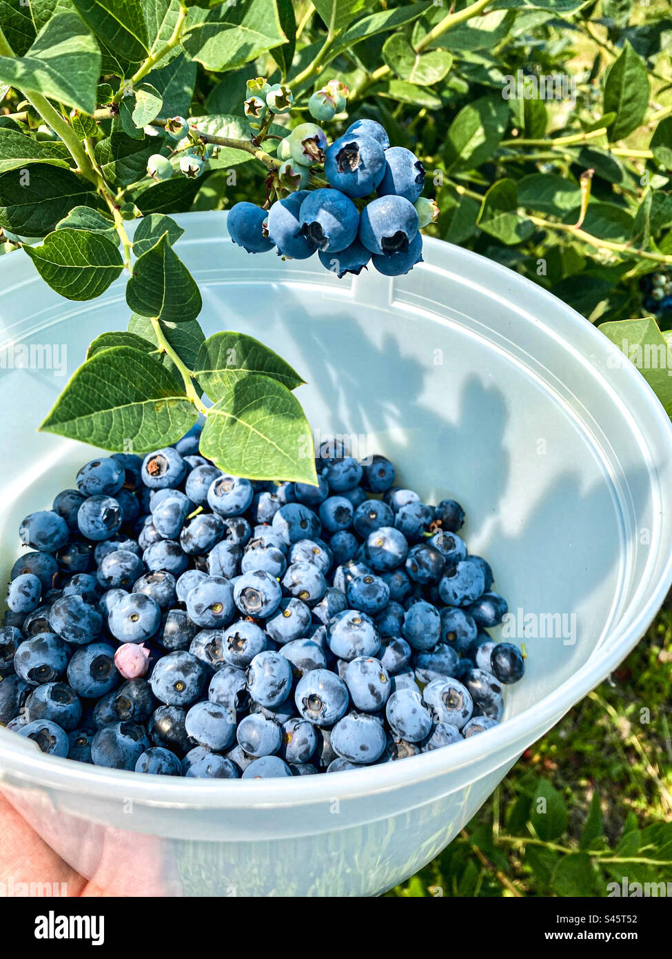 Frische Blaubeeren von Hand pflücken. - Smartphone-aufgenommenes Stockfoto