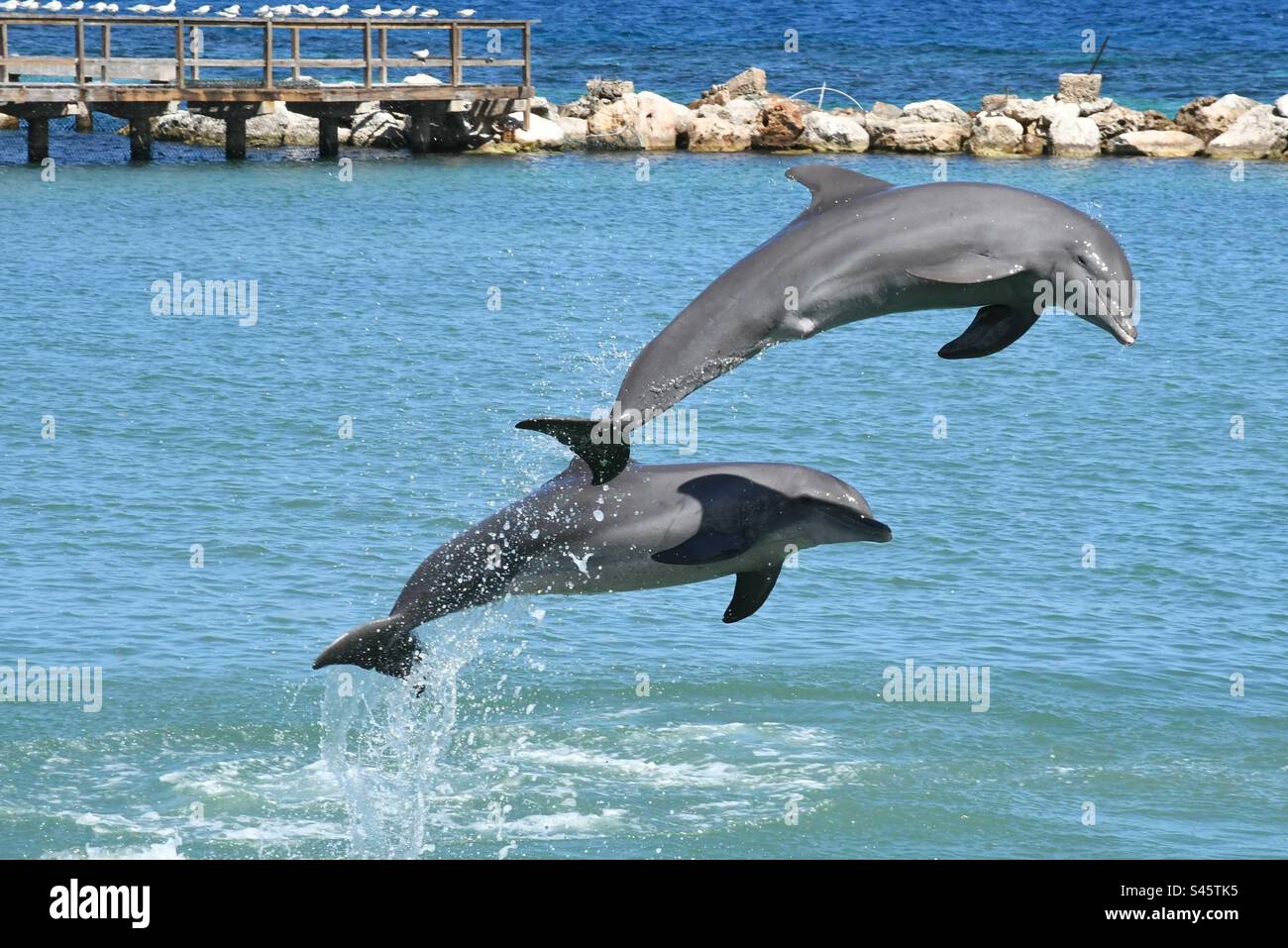 Süße Delfine springen aus dem Wasser Stockfoto