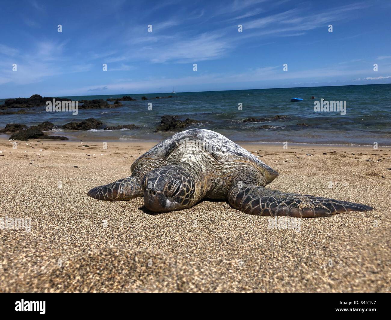 Schildkröte Sonnen Stockfoto