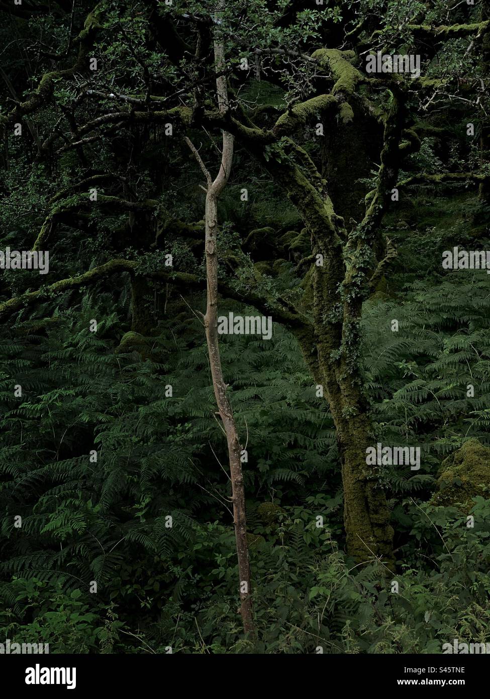 Dunkle moosbedeckte Bäume und toter Baumbestand - gemäßigter Regenwald - dunkler Waldhintergrund - Smartphone-aufgenommenes Stockfoto