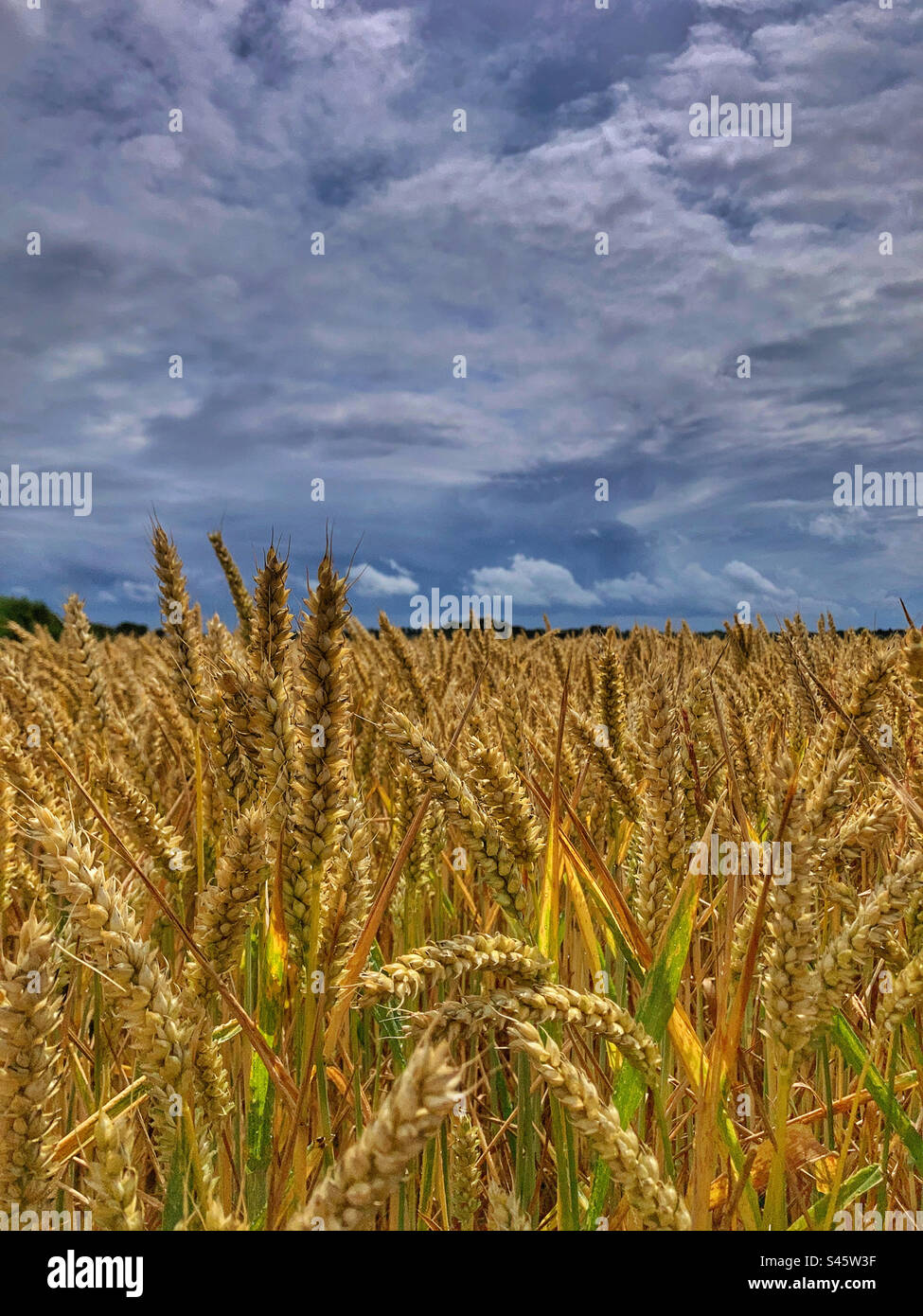 Weizenfeld - Smartphone-aufgenommenes Stockfoto