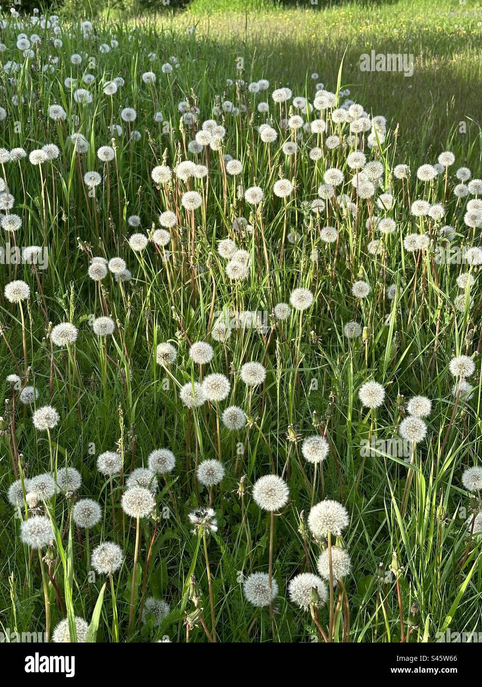 Löwenzahnfeld in der Blüte in Anchorage, Alaska. - Smartphone-aufgenommenes Stockfoto