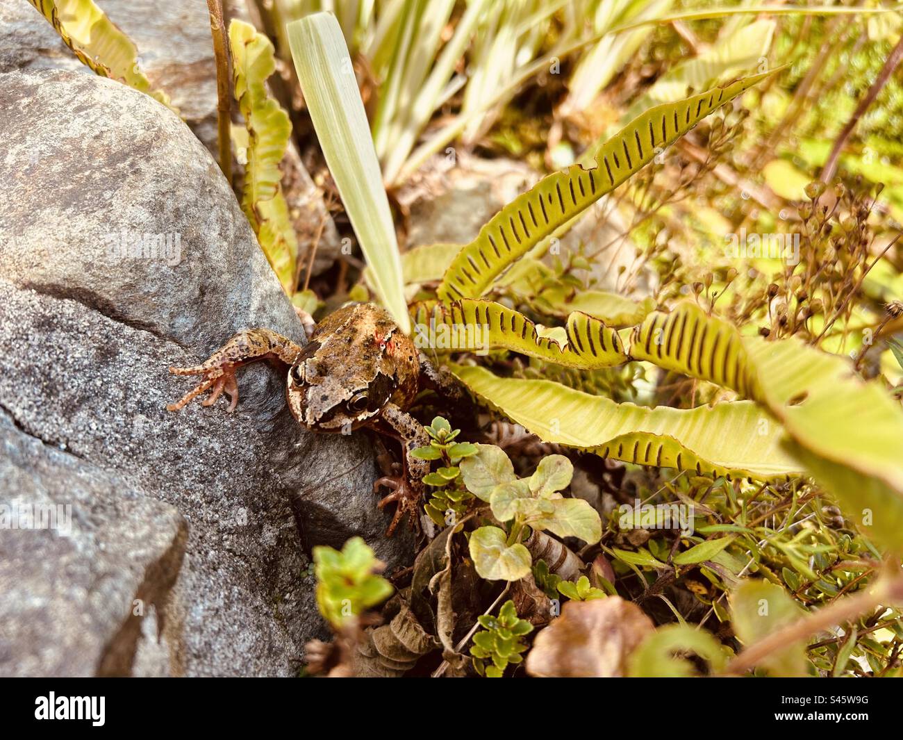 Grasfrosch - Smartphone-aufgenommenes Stockfoto