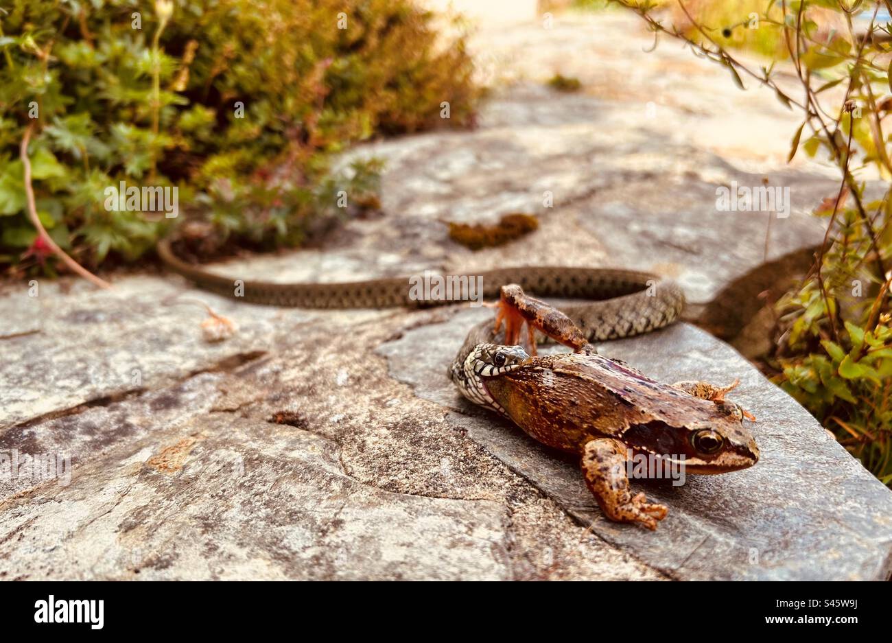 Schlange fängt Frosch - Smartphone-aufgenommenes Stockfoto