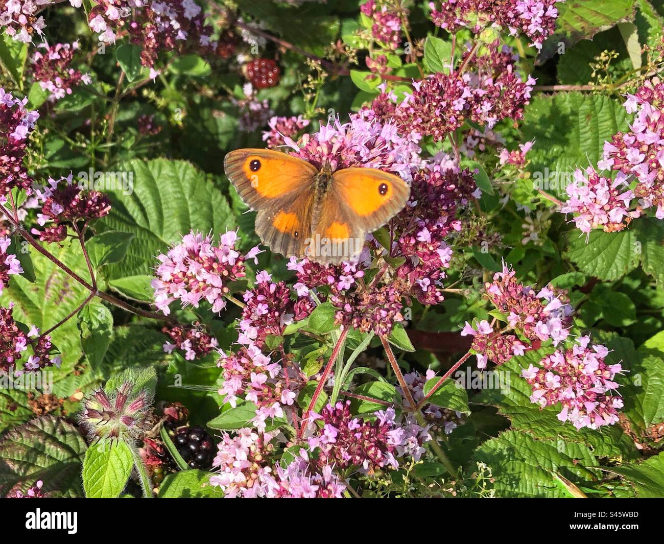 Torwächter oder Heckenschmetterling (Pyronia tithonus), der sich von Wild Marjoram Oregano ernährt. Lage Stockbridge unten, Hampshire, Großbritannien - Smartphone-aufgenommenes Stockfoto