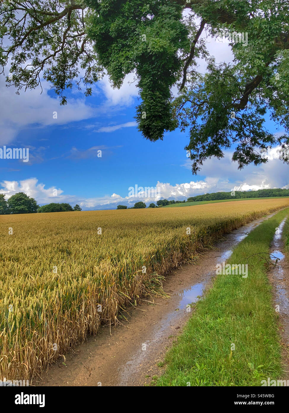 Bridleway in South Yorkshire Stockfoto