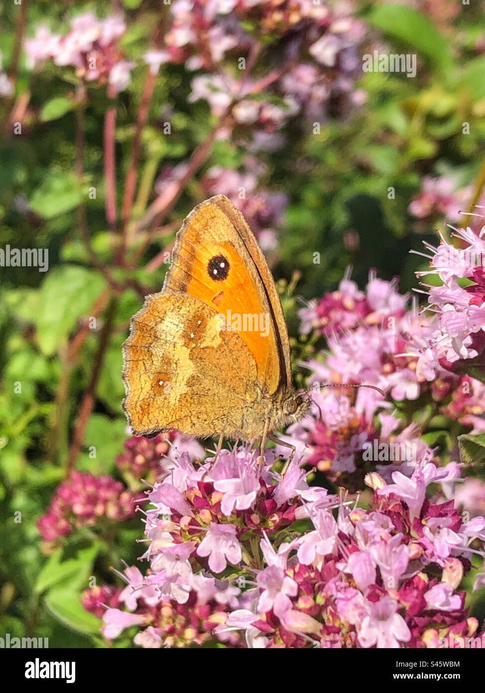 Torwächter oder Heckenschmetterling (Pyronia tithonus), der sich von Oregano-Blüten des wilden Marjorams ernährt. Lage Stockbridge in Hampshire, Großbritannien Stockfoto