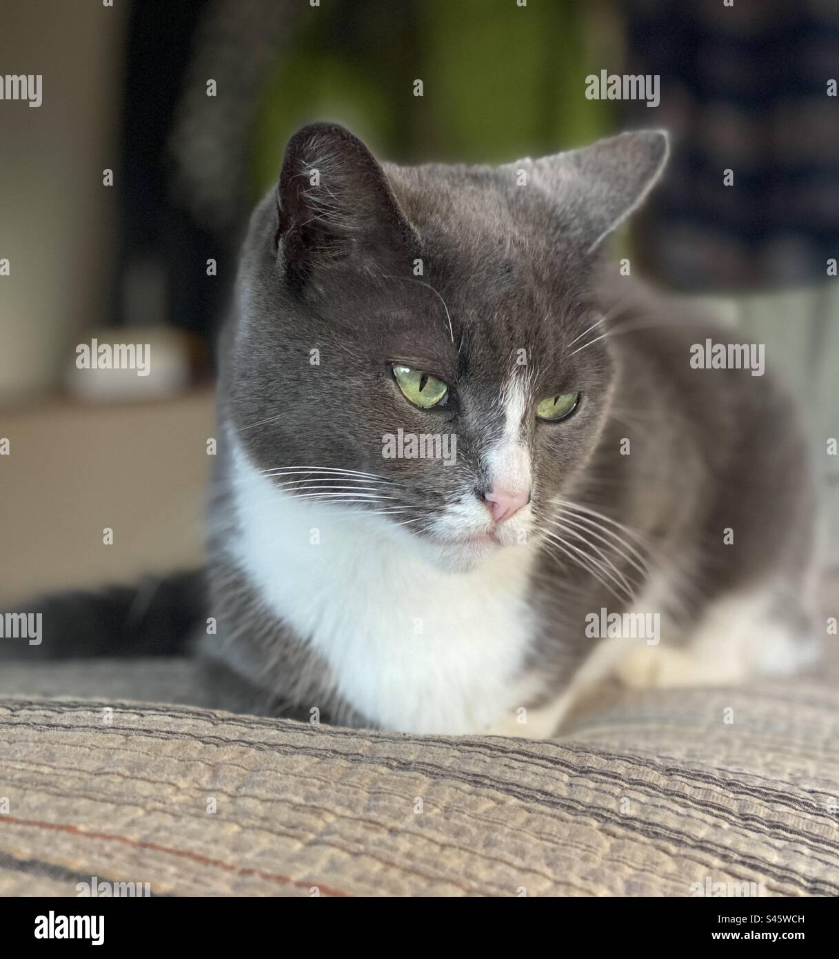 Hübsche grüne und weiße Katze Stockfoto