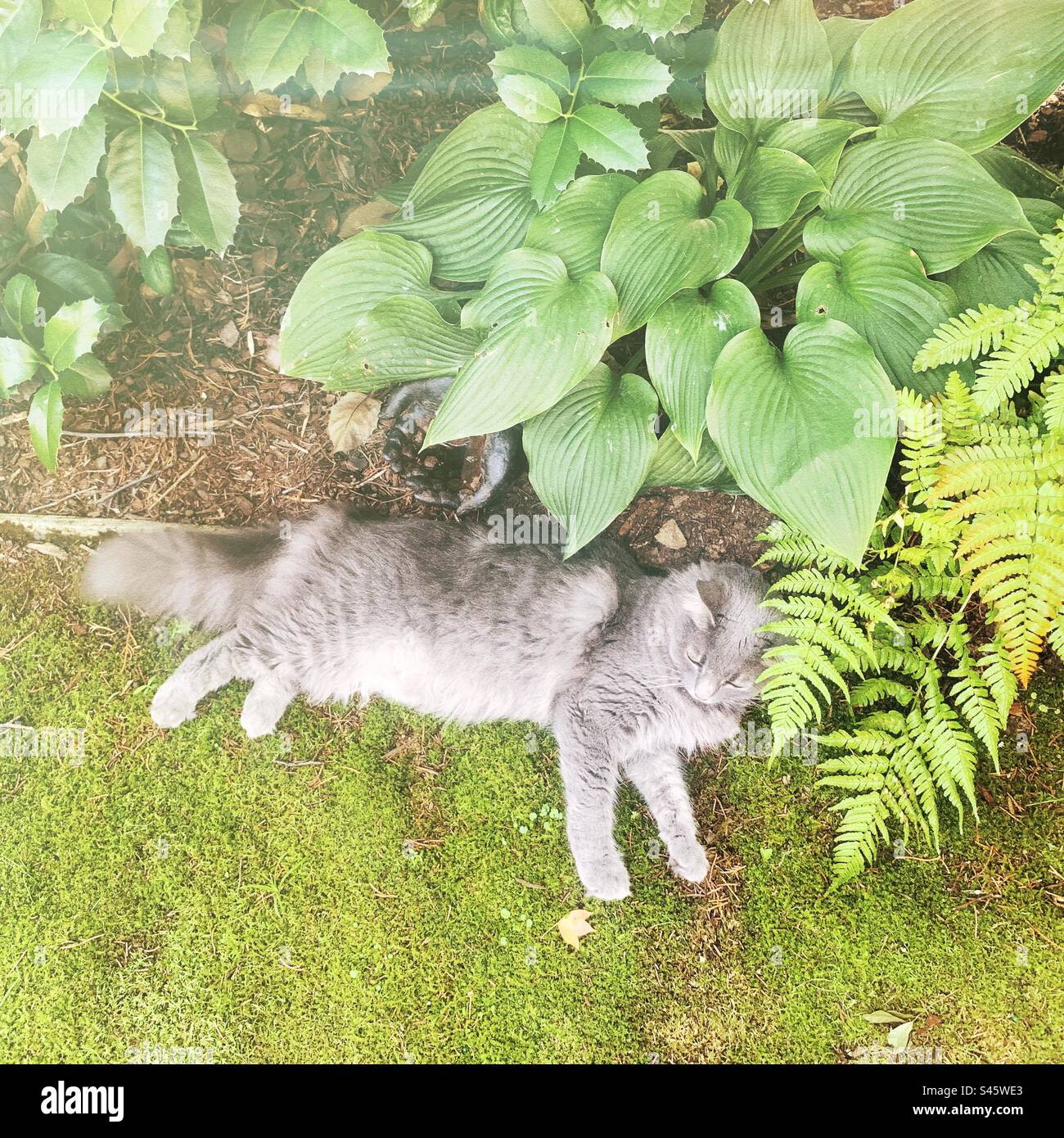 Die Katze ruht auf grünem Moos bei einem Farn in einem schattigen Garten. Stockfoto