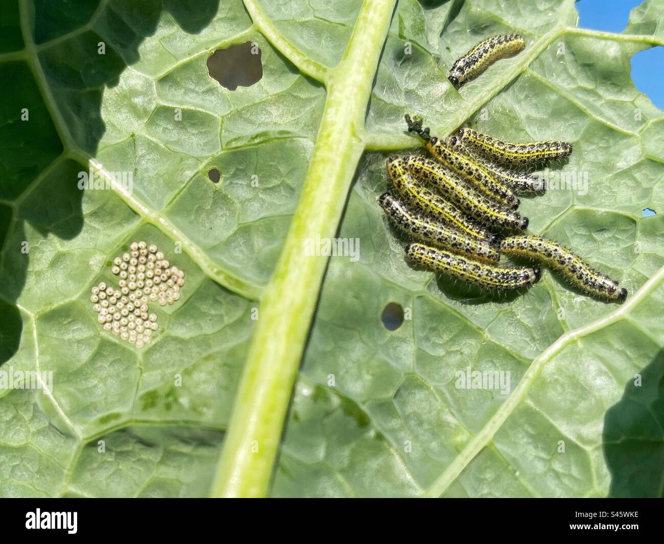 Große weiße Kohlschmetterlinge (Pieris brassicae), Eier und Raupen - Smartphone-aufgenommenes Stockfoto
