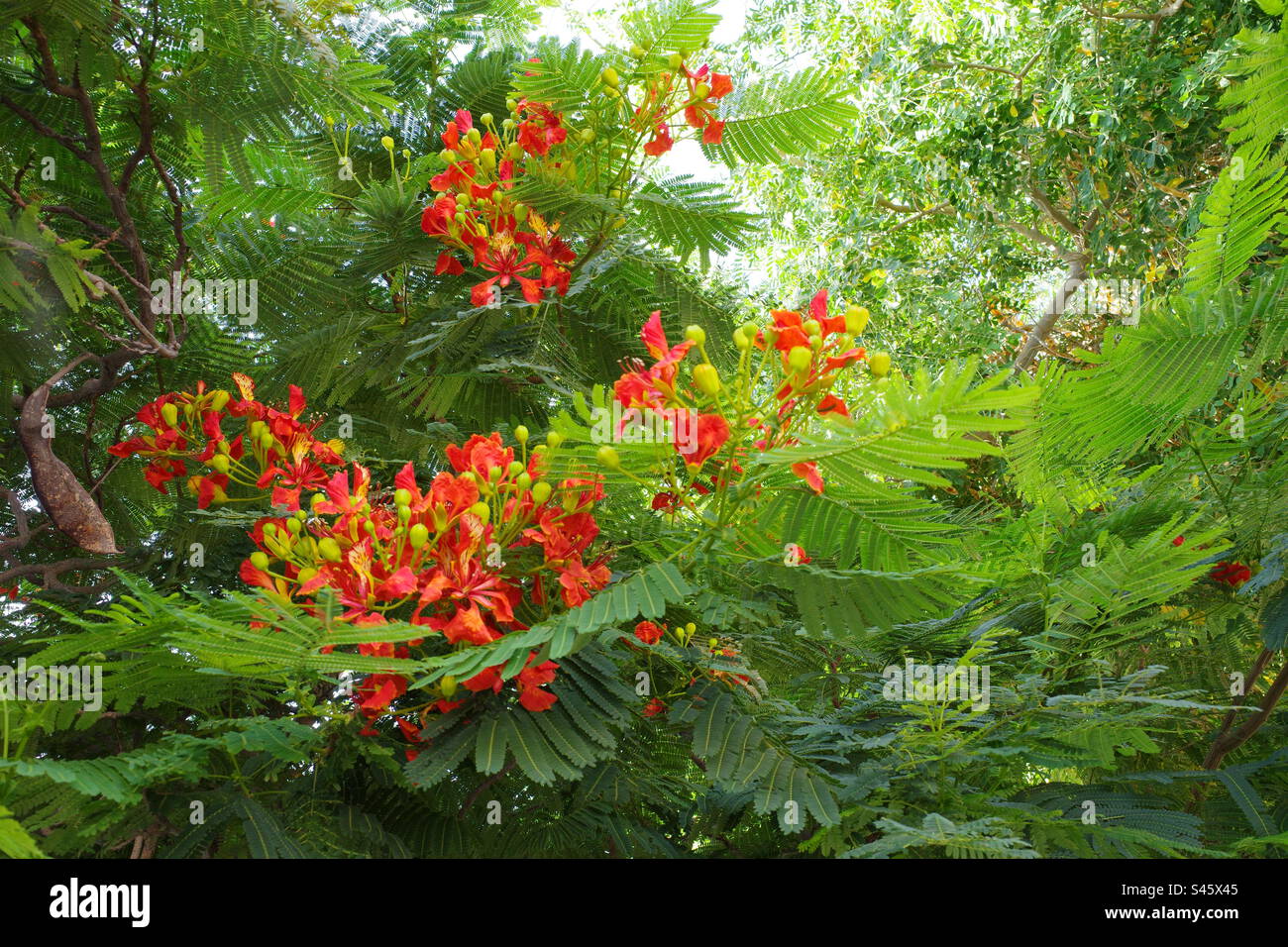 Wilde tropische Blumen Stockfoto