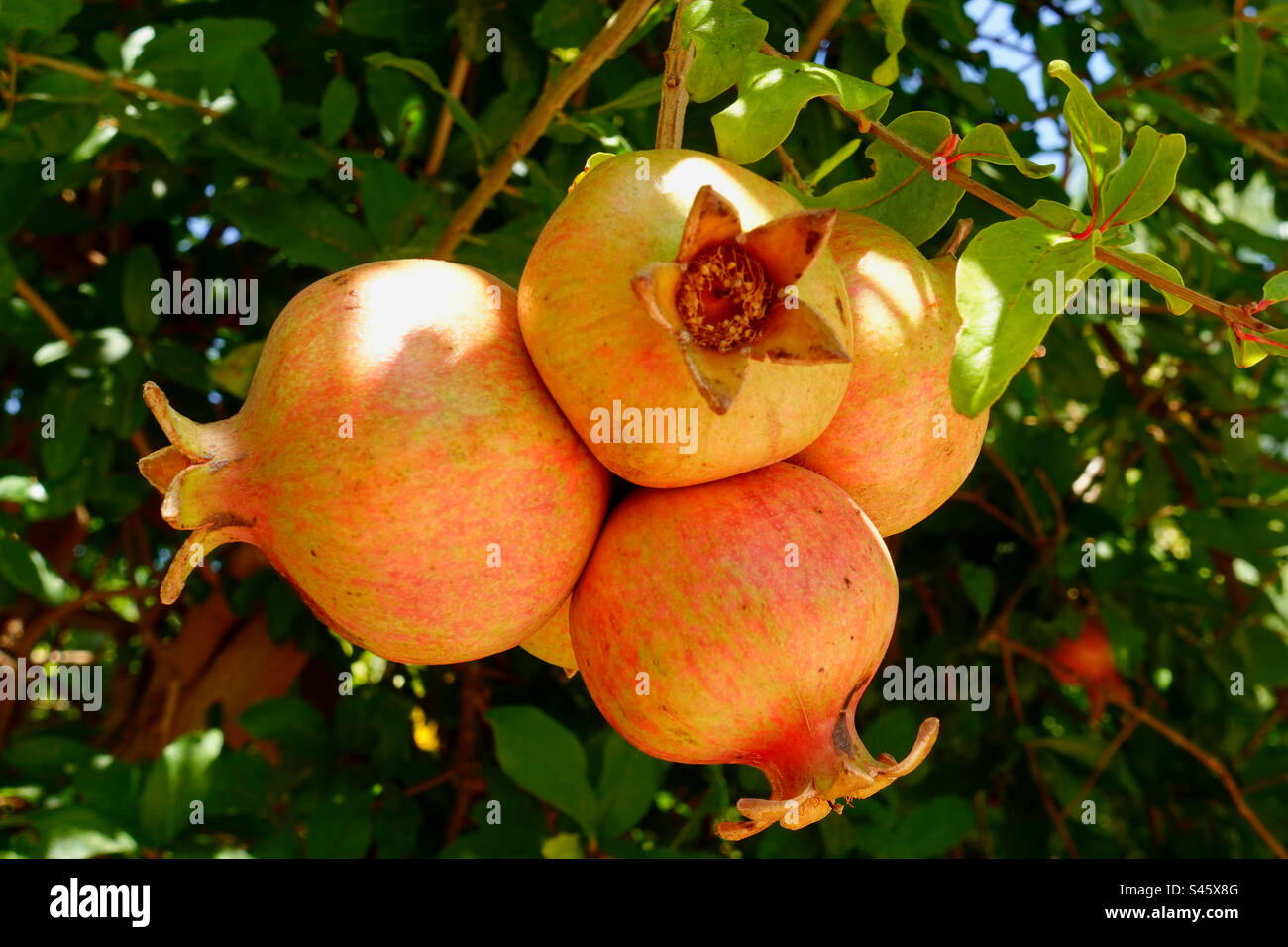 Granatäpfel auf Baum Stockfoto