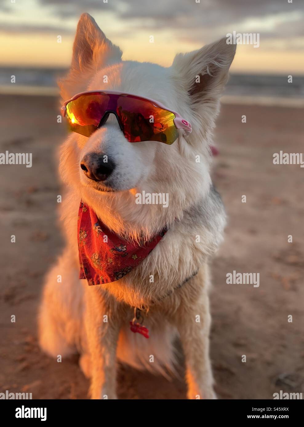 Hund mit Sonnenbrille Stockfoto