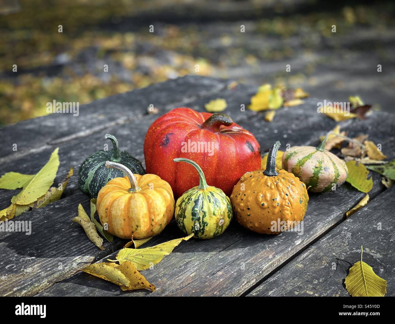 Kürbisse Stockfoto