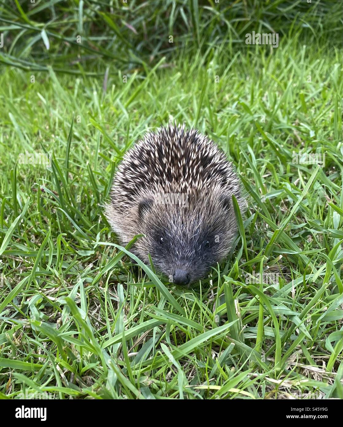 Baby-Igel auf dem Rasen - Smartphone-aufgenommenes Stockfoto