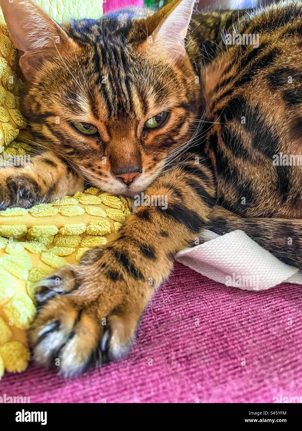 Haustier-Bengalkatze Stockfoto