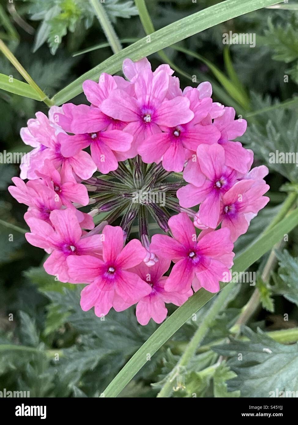 Lila Blumen - Smartphone-aufgenommenes Stockfoto