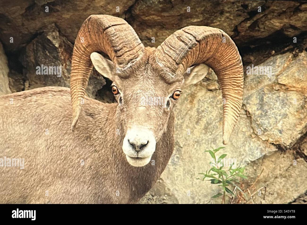 Rocky Mountain Big Horn Sheep, Peter Lougheed Provincial Park, Kananakis Country, Wildtiere, Alberta, Kanada - Smartphone-aufgenommenes Stockfoto