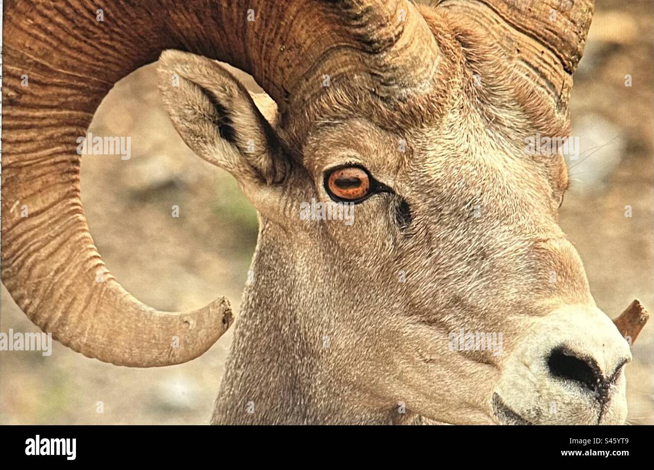 Rocky Mountain Big Horn Sheep, Peter Lougheed Provincial Park, Kananakis Country, Wildtiere, Alberta, Kanada - Smartphone-aufgenommenes Stockfoto
