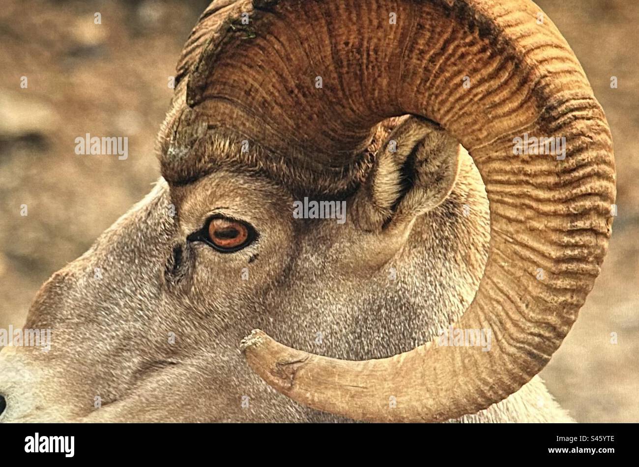 Rocky Mountain Big Horn Sheep, Peter Lougheed Provincial Park, Kananakis Country, Wildtiere, Alberta, Kanada - Smartphone-aufgenommenes Stockfoto