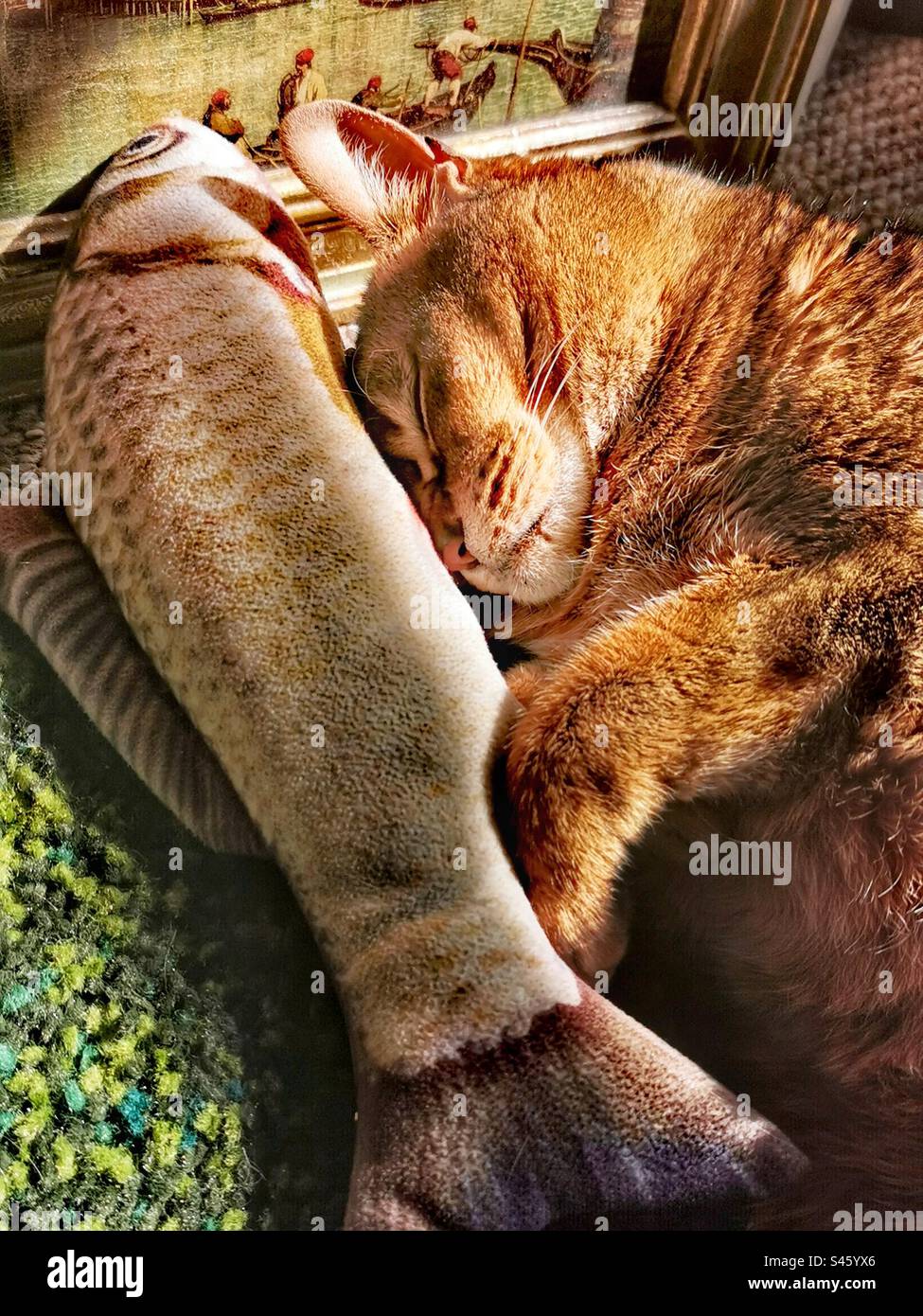 Abyssinische Katze, die neben Spielzeugfischen schläft Stockfoto