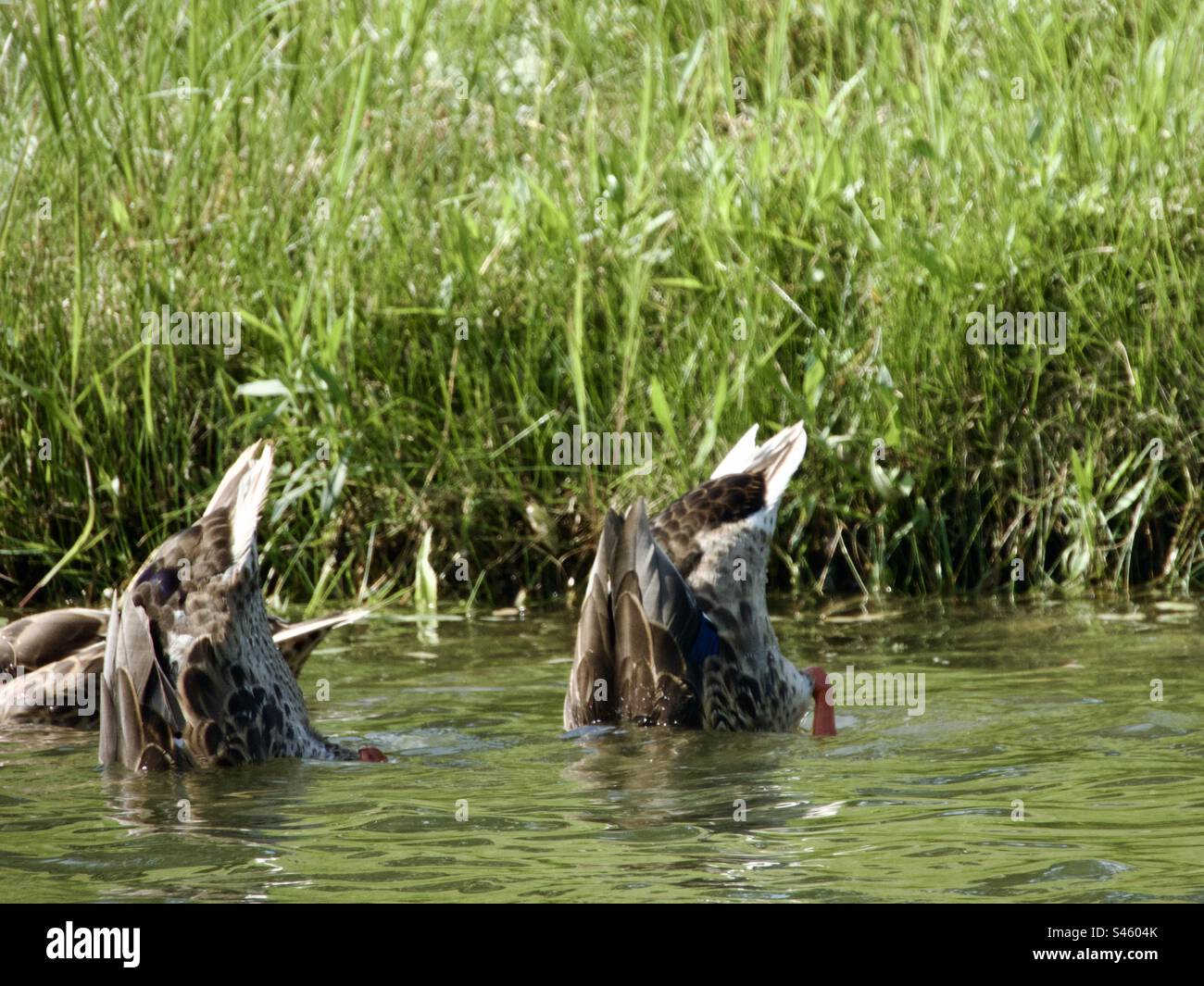 Mach den Knopf zu. Zieht wilde Enten auf der Suche nach Nahrung ab Stockfoto