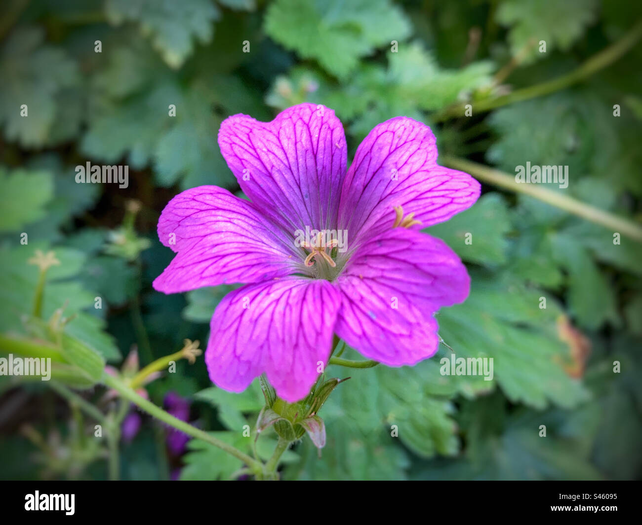 Lila Blume Stockfoto