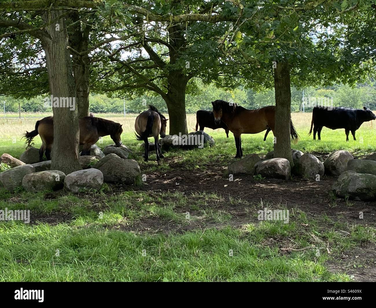 Pferde und Kühe bei Kohaveskoven in Odense Dänemark Stockfoto