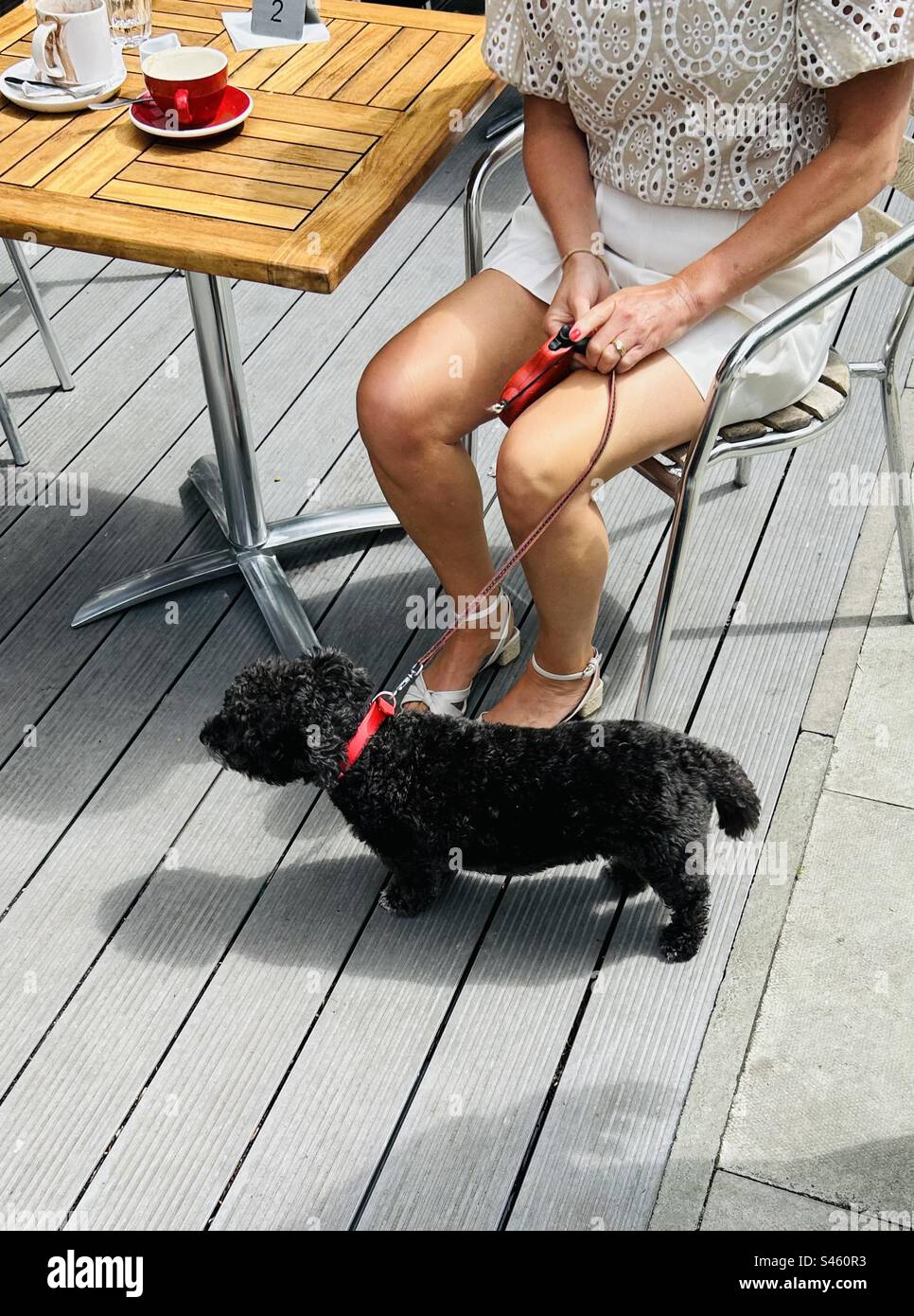 Eine Frau in einem Café mit ihrem Hund Stockfoto