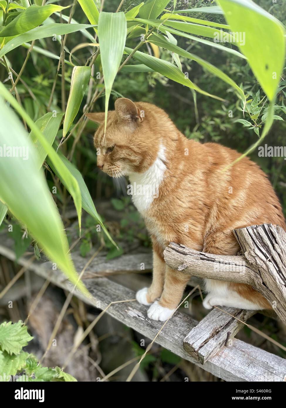 Die Ingwer-Tom-Katze sitzt auf einer Holzpalette unter Bambus. Stockfoto