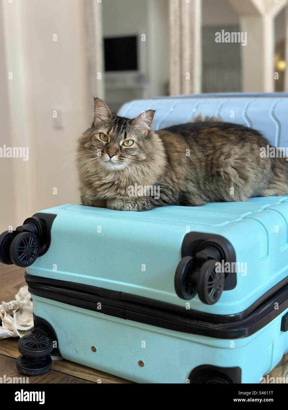 Tabby-Katzeneinstellung auf dem Koffer Stockfoto