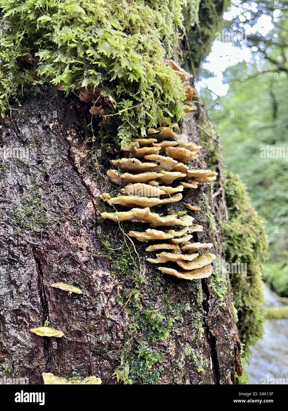 Halterungspilze wachsen auf einem Baumstamm. Stockfoto