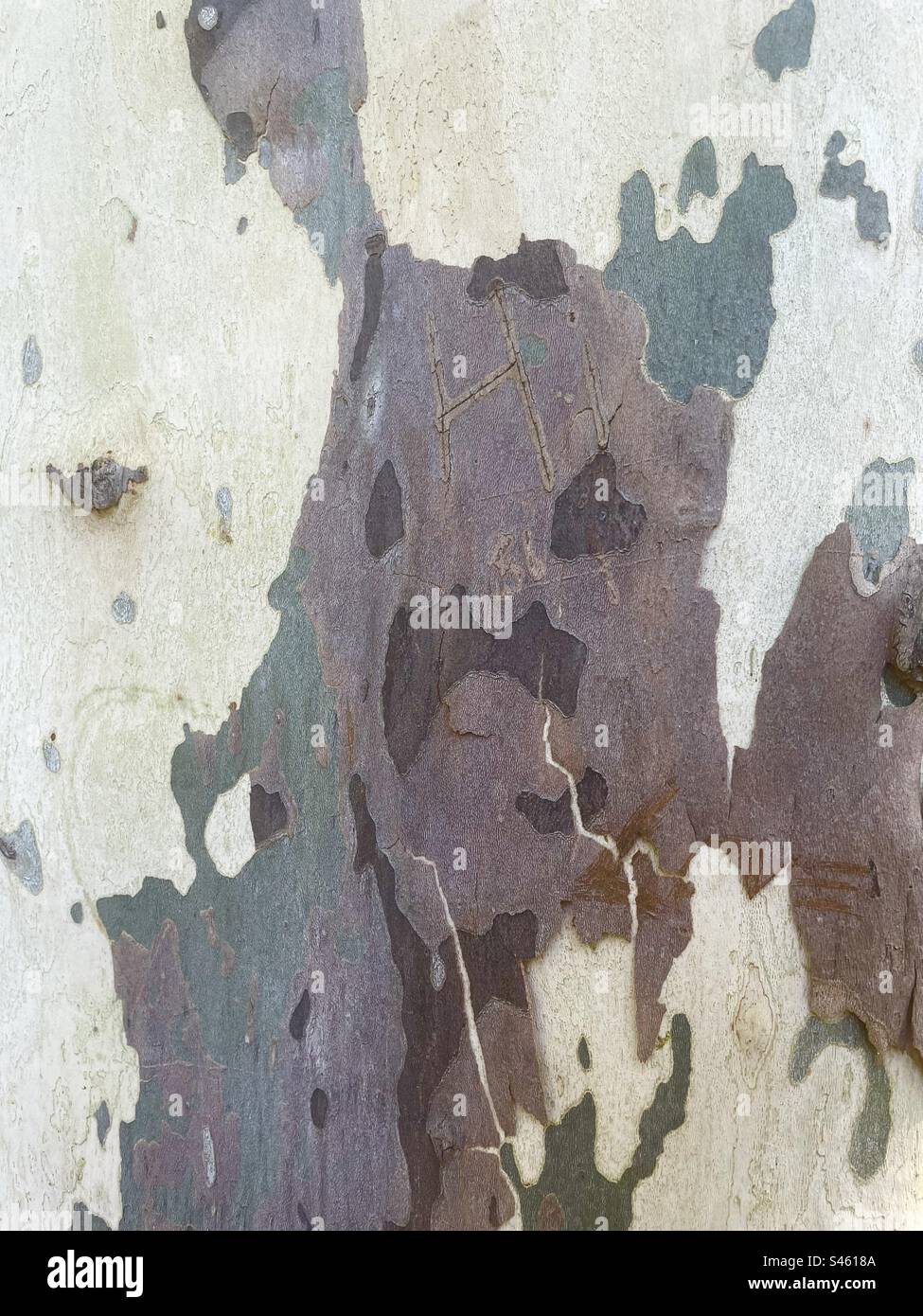 Gesicht wie in Baumrinde entworfen - Smartphone-aufgenommenes Stockfoto