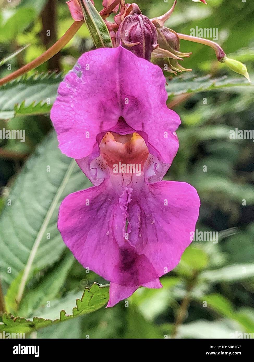 Himalaya-Balsamblüte (Impatiens glandulifera), die an den Ufern der Mönche Brook River Inn Eastleigh, Hampshire, Vereinigtes Königreich wächst - Smartphone-aufgenommenes Stockfoto