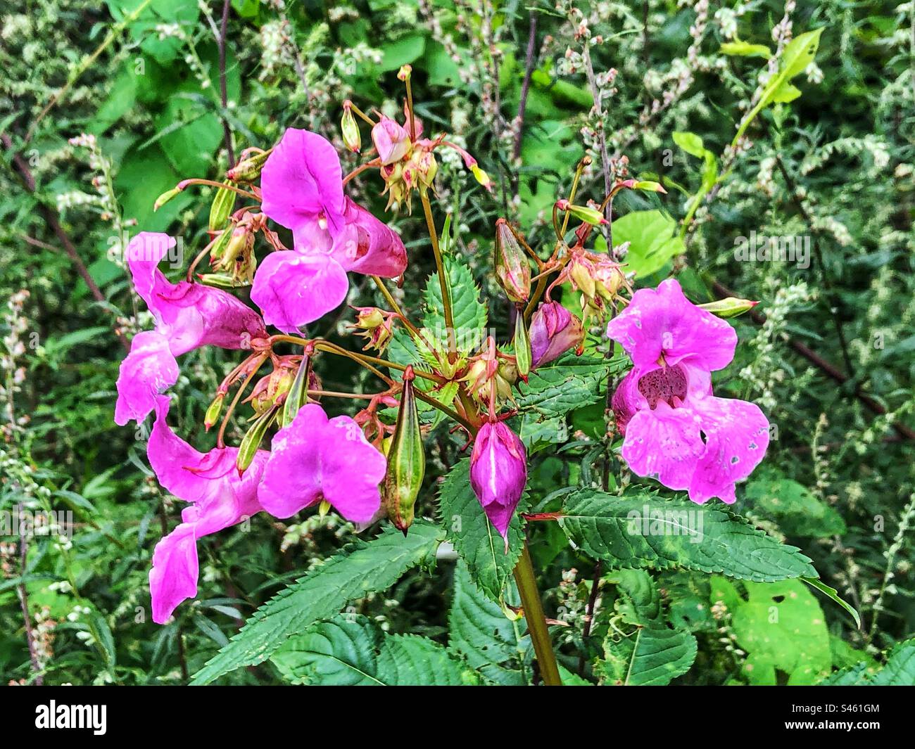 Himalaya-Balsamblüte (Impatiens glandulifera), die am Ufer des Mönchs Brook River in Eastleigh, Hampshire, Vereinigtes Königreich wächst - Smartphone-aufgenommenes Stockfoto