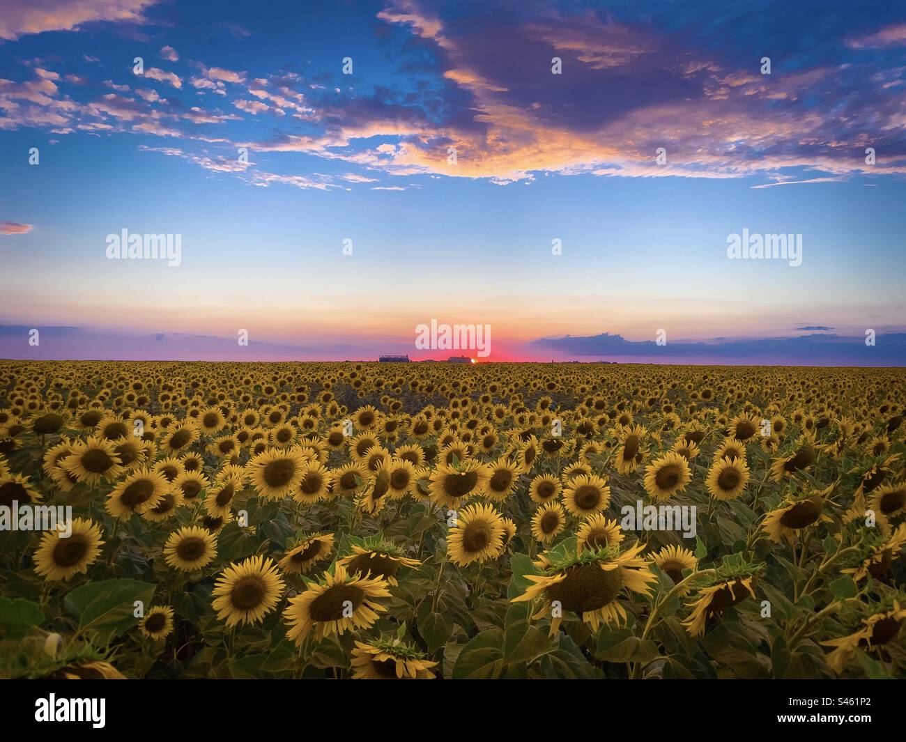 Sonnenblumenfeld bei Sonnenuntergang Stockfoto