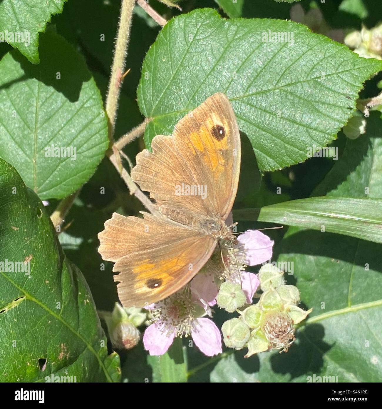 Meadow Brown (Maniola jurtina) Butterfly on a Blackberry Busch, High Bickington, North Devon, England, Vereinigtes Königreich. Stockfoto