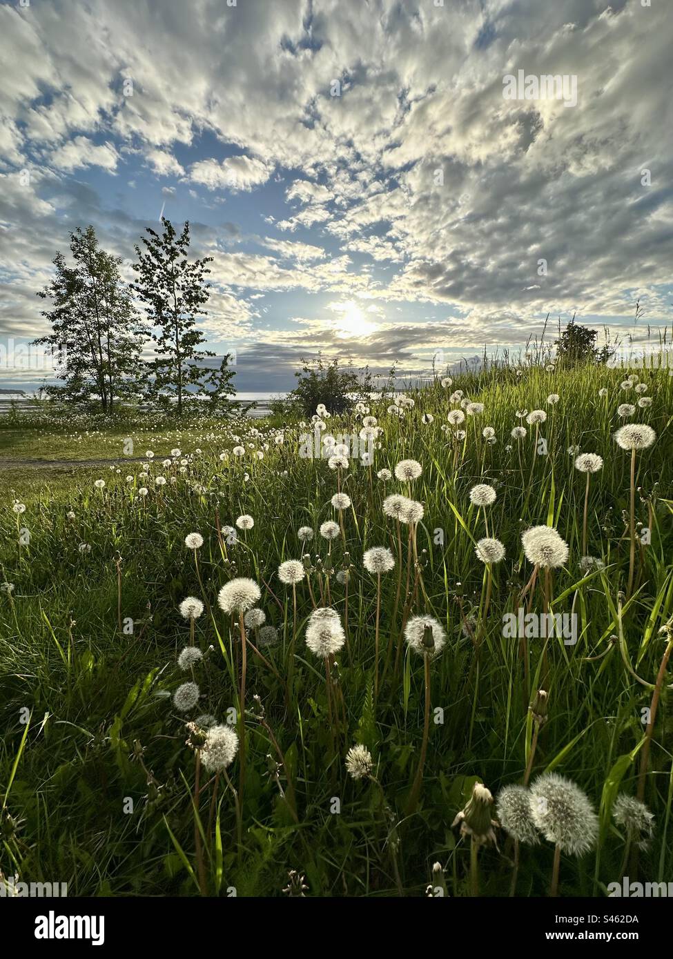 Löwenzahn in Blüten entlang des Küstenpfads in Anchorage, Alaska - Smartphone-aufgenommenes Stockfoto