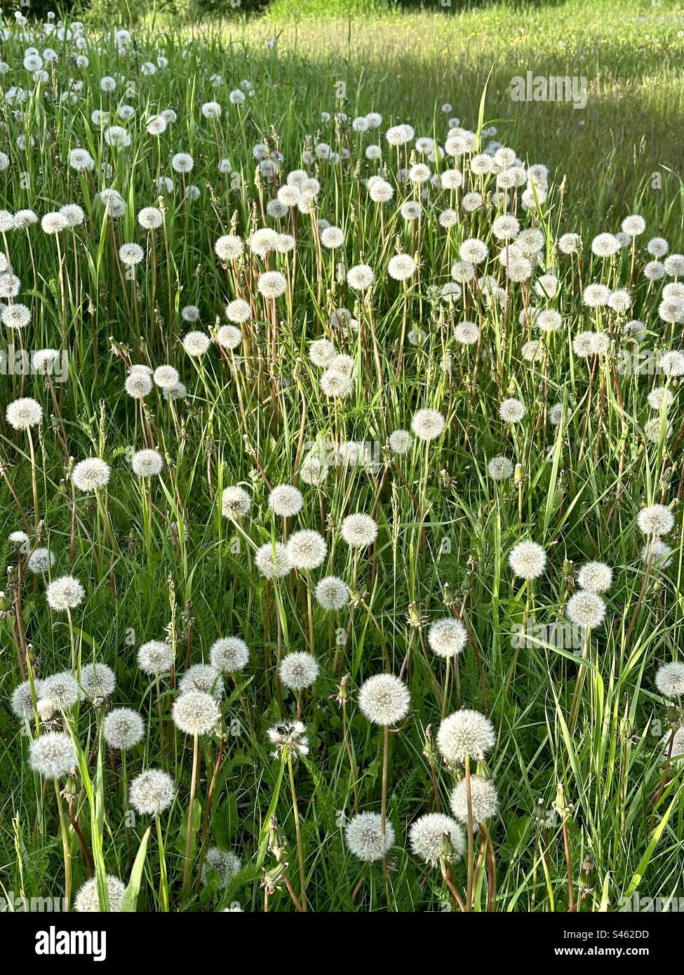 Löwenzahn blüht auf dem Küstenpfad in Anchorage, Alaska. - Smartphone-aufgenommenes Stockfoto